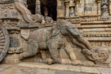 Surul-yali (Airavatesvara Temple in Darasuram)